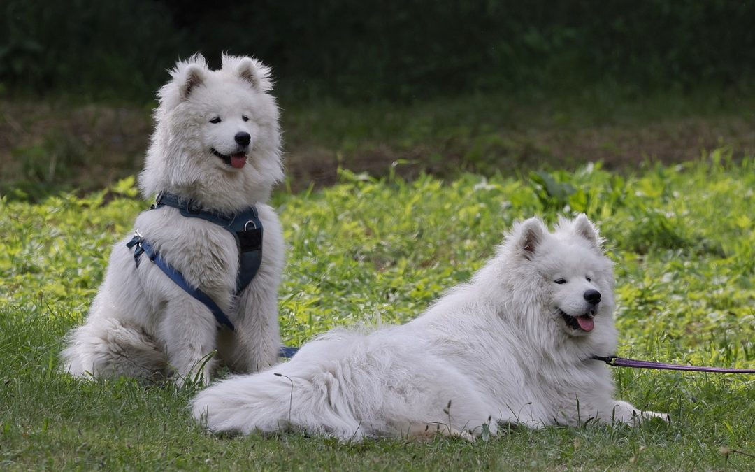 5 accessoires pour rafraîchir son chien en été