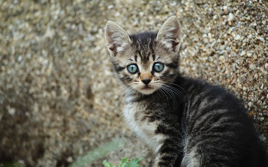 Comment soigner la congestion nasale de son chat