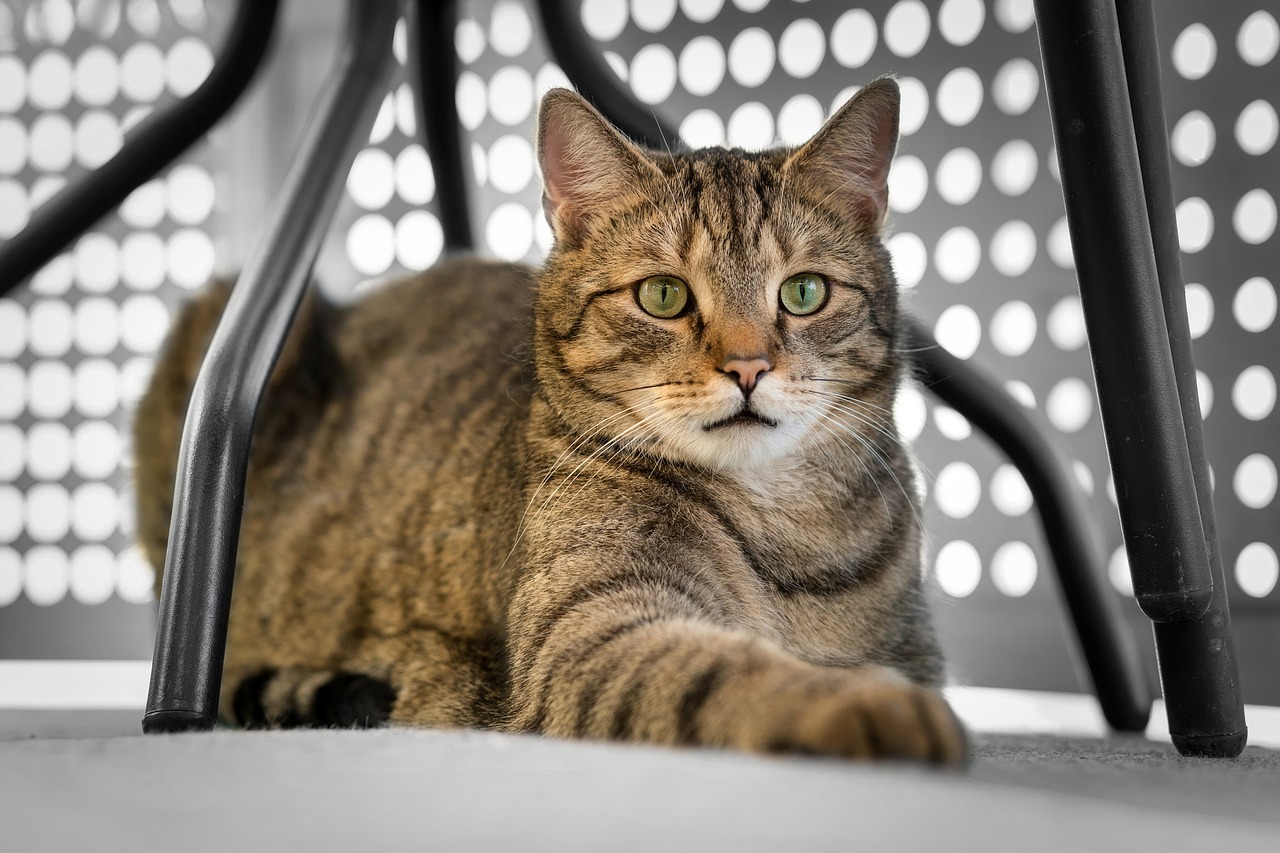 comment soigner une plaie dans la bouche d un chat