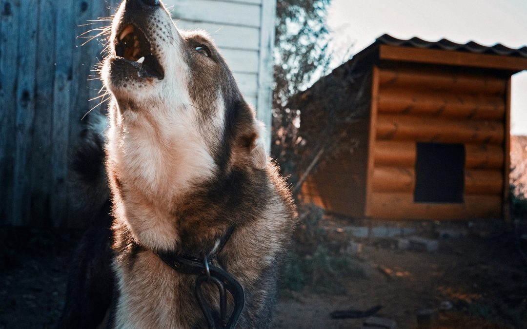 Connaître les effets d’une fuite de gaz sur son chien