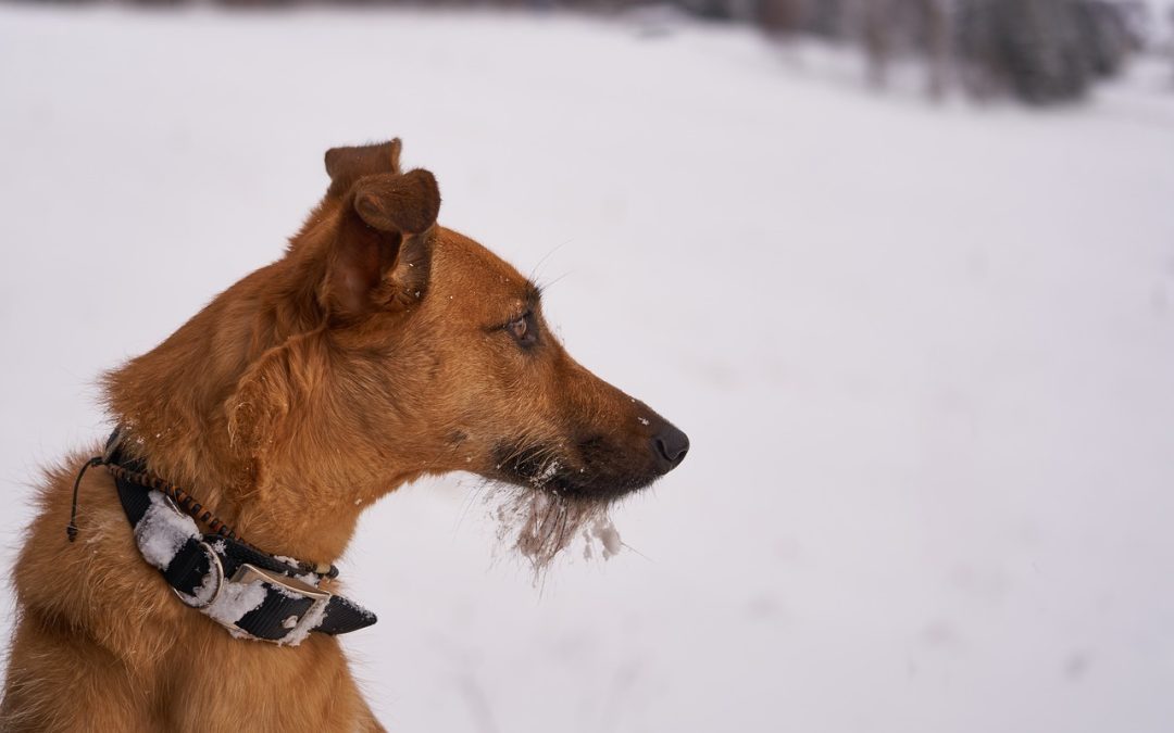 Conseils pour customiser le collier de son chien