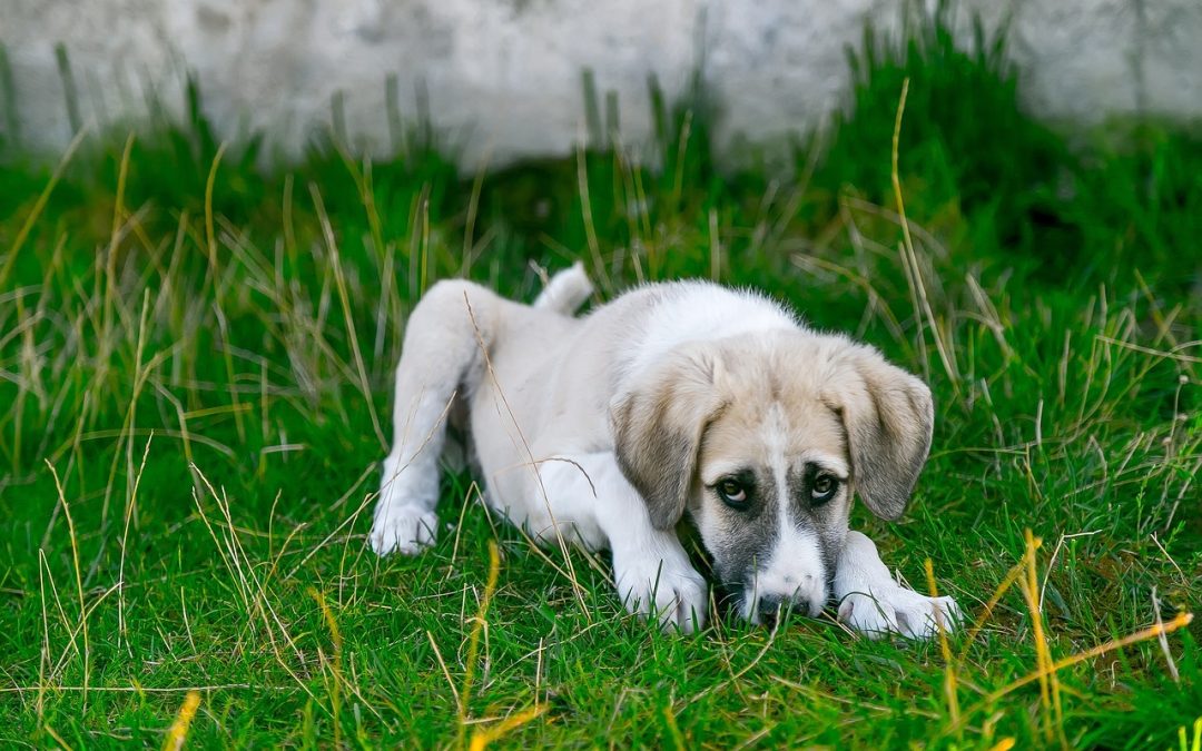 Diarrhée chez le chien Que faire ?