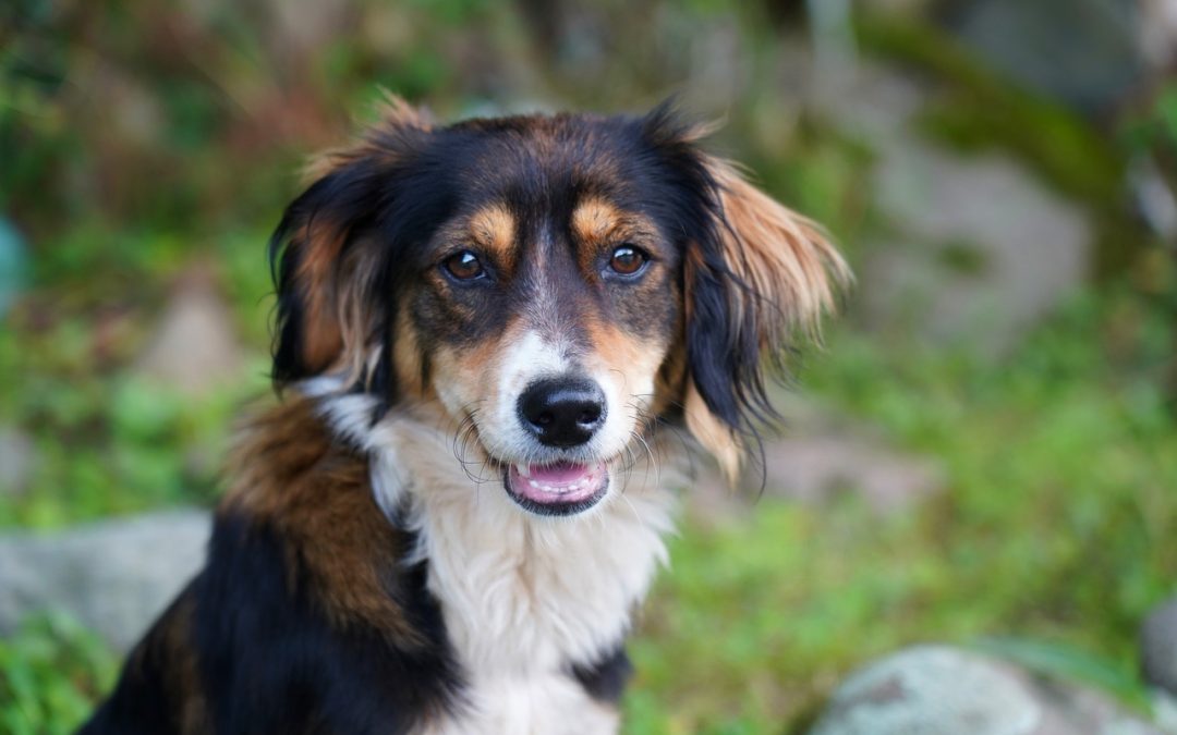 Quel est le temps gestation chien ?