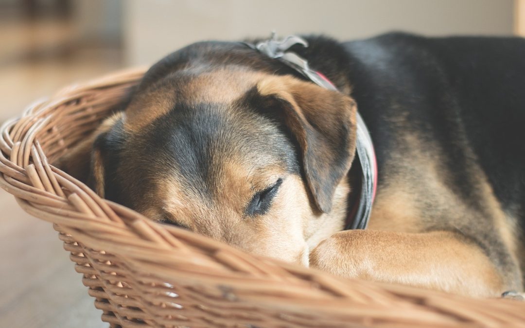 Quels draps utiliser pour vos animaux