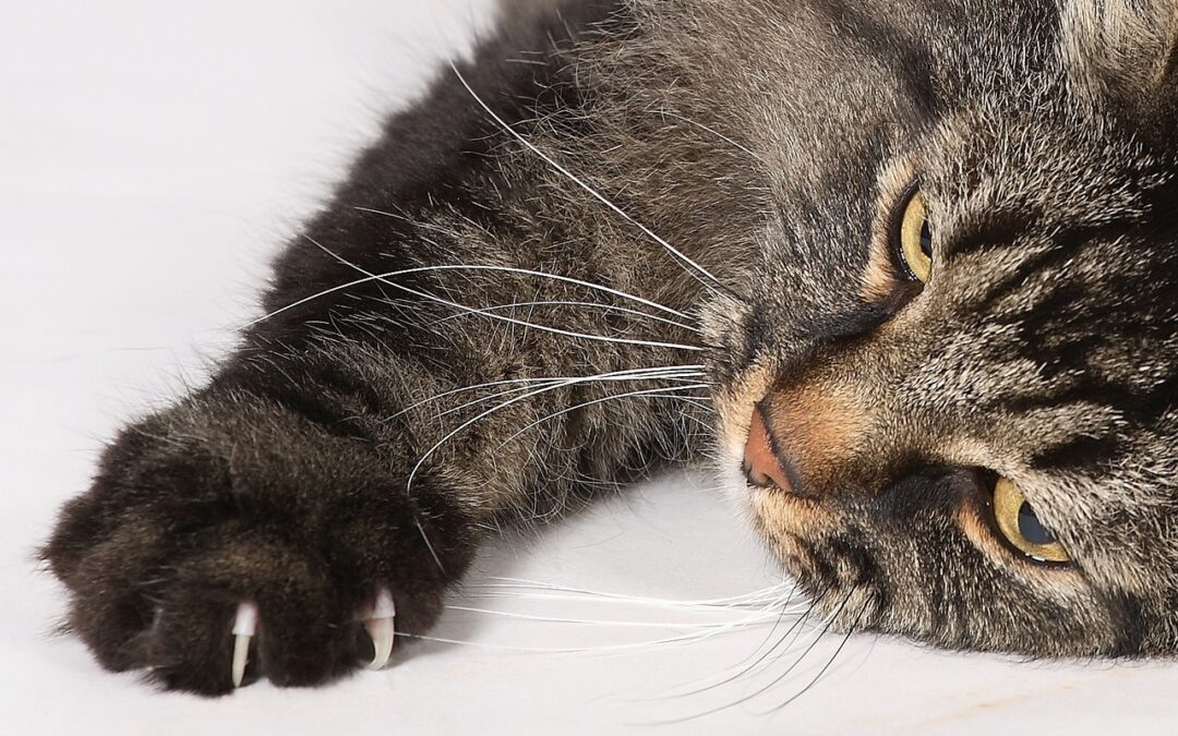 Comment empêcher les chats de gratter ou de griffer dans la maison ?