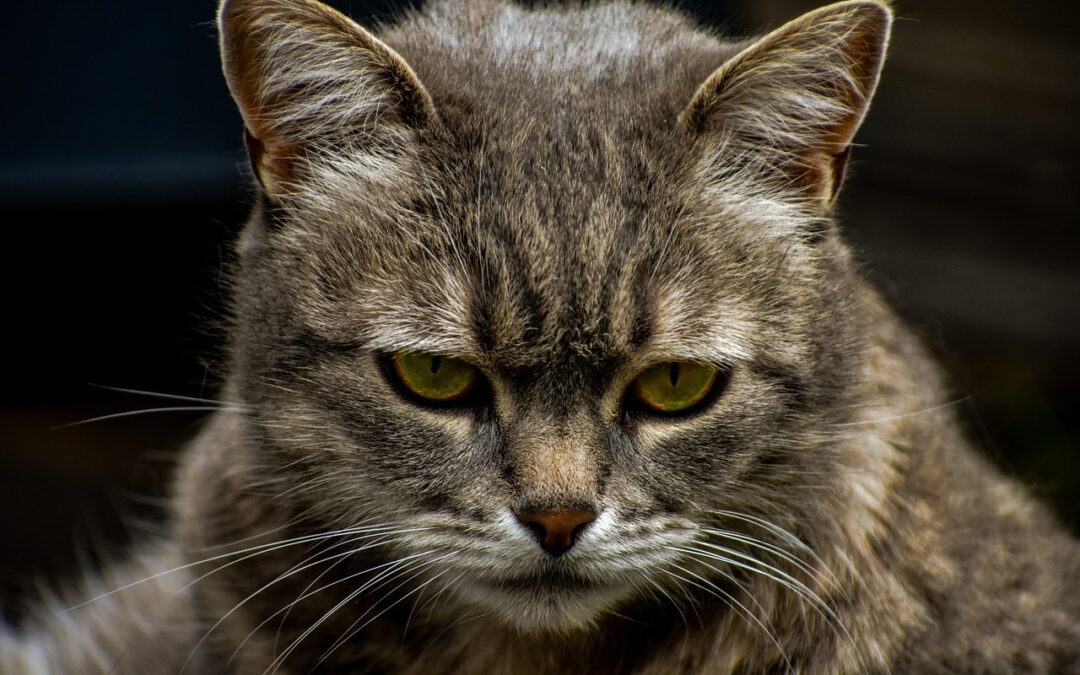 Comment prendre soin d’un chat âgé ?