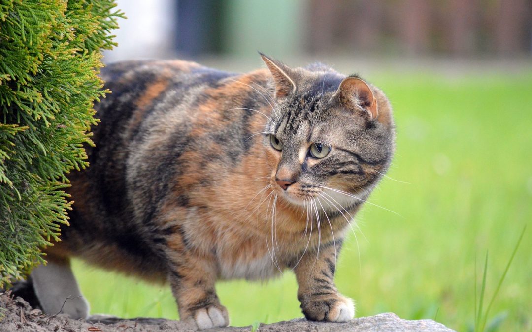 Découvrez tous les soins utiles au bien-être de votre chat