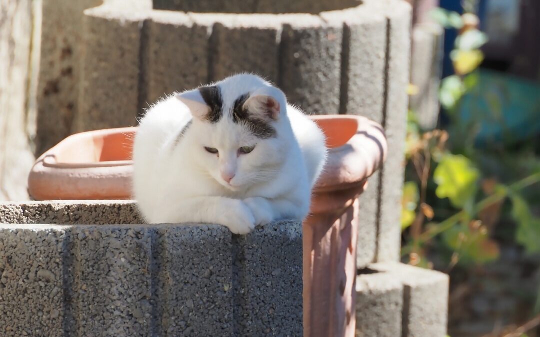 Découvrez tous les soins utiles au bien-être de votre chat