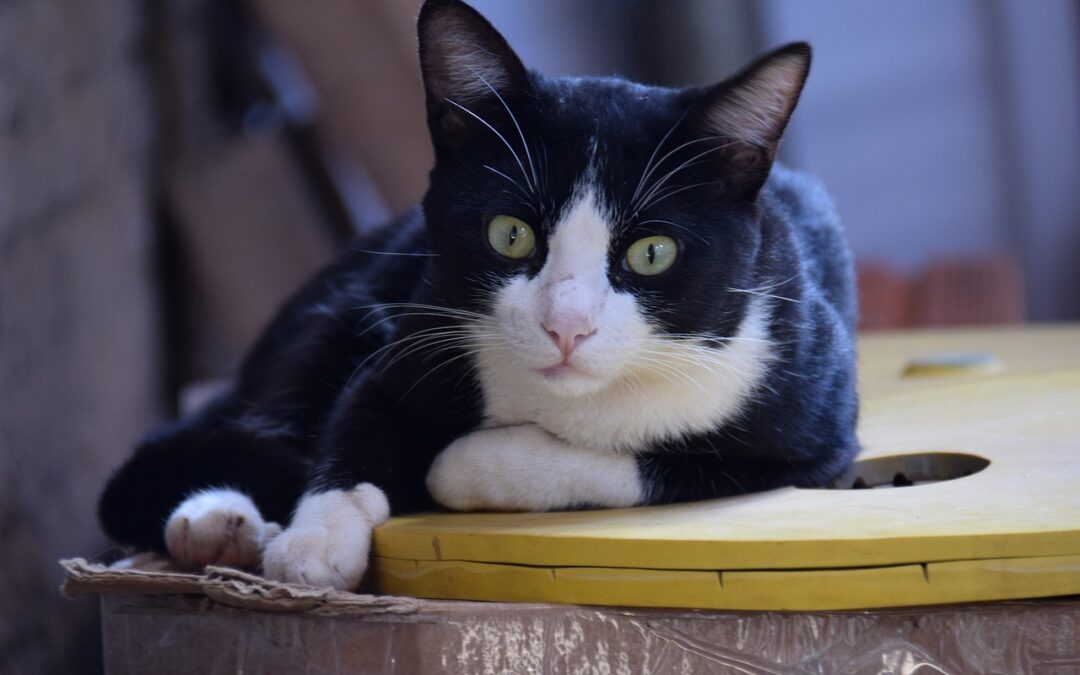 Le clicker training chez le chat