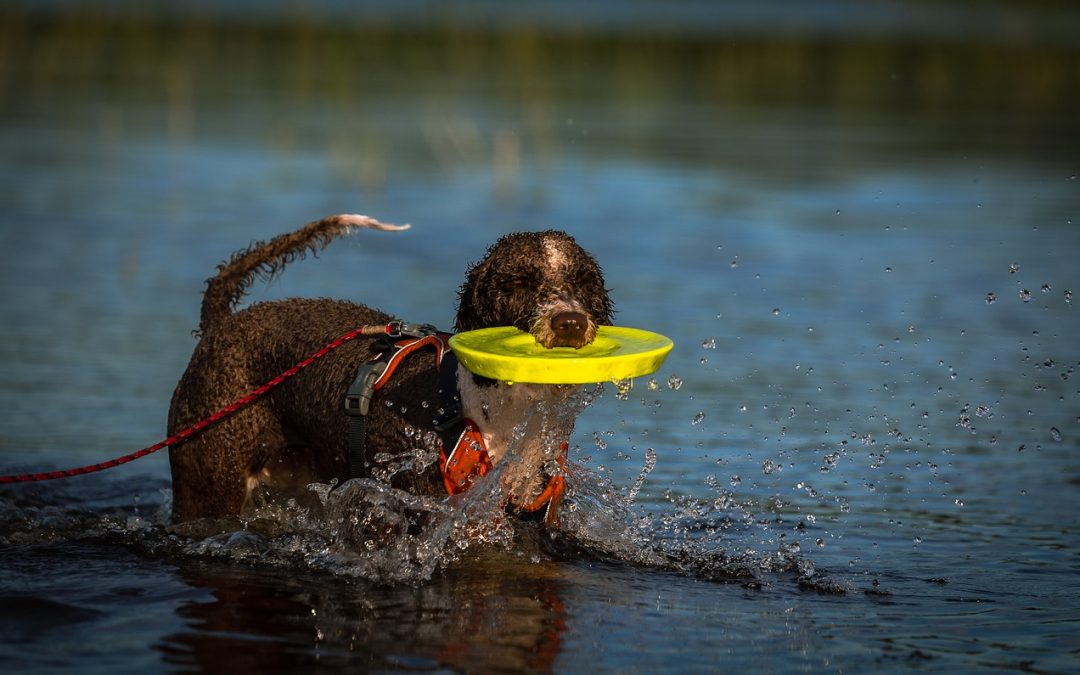 Le frisbee pour chiens : un jouet qui fait voler le bonheur de votre compagnon à quatre pattes !