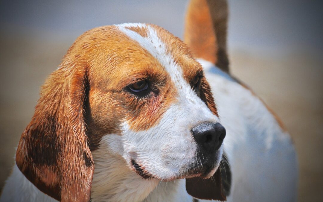 Mon chien se gratte les oreilles… Mites d’oreilles ou infection ?