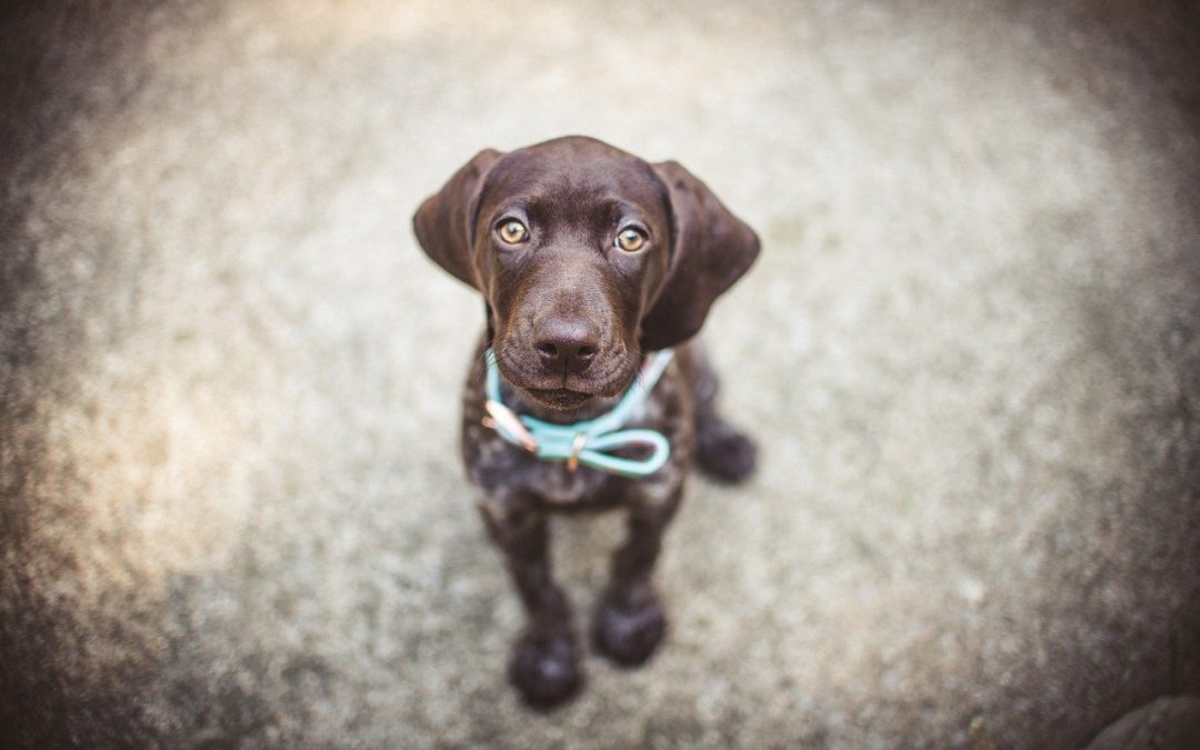 Où trouver des croquettes françaises pour jeune chien ?