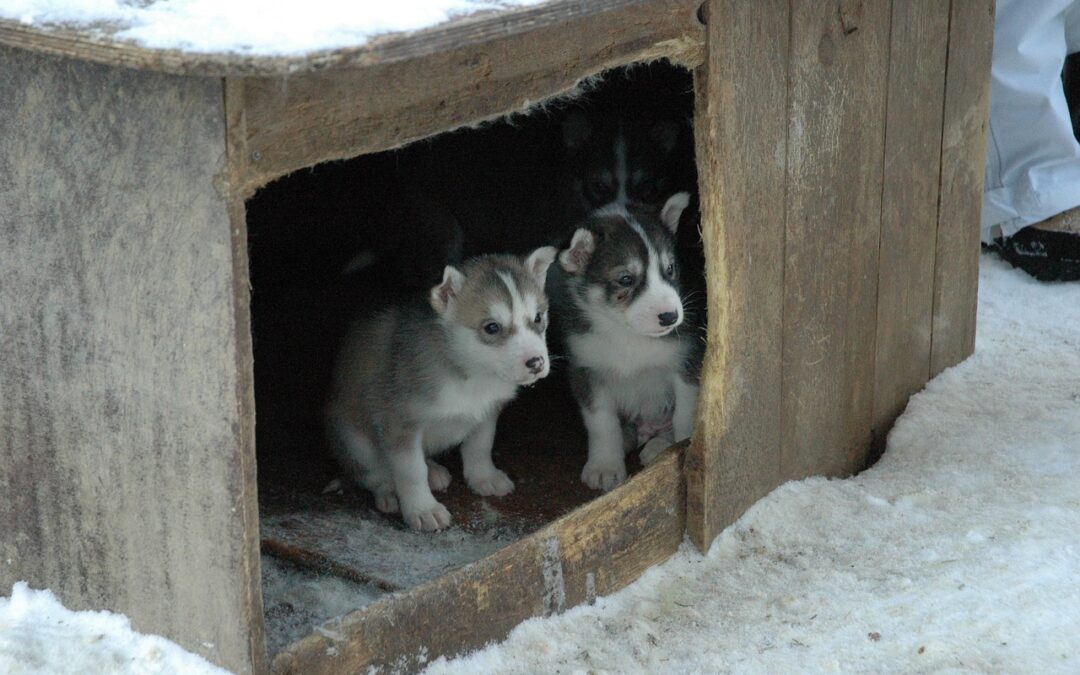 Secrets de niche à chien : confort personnalisé pour votre compagnon