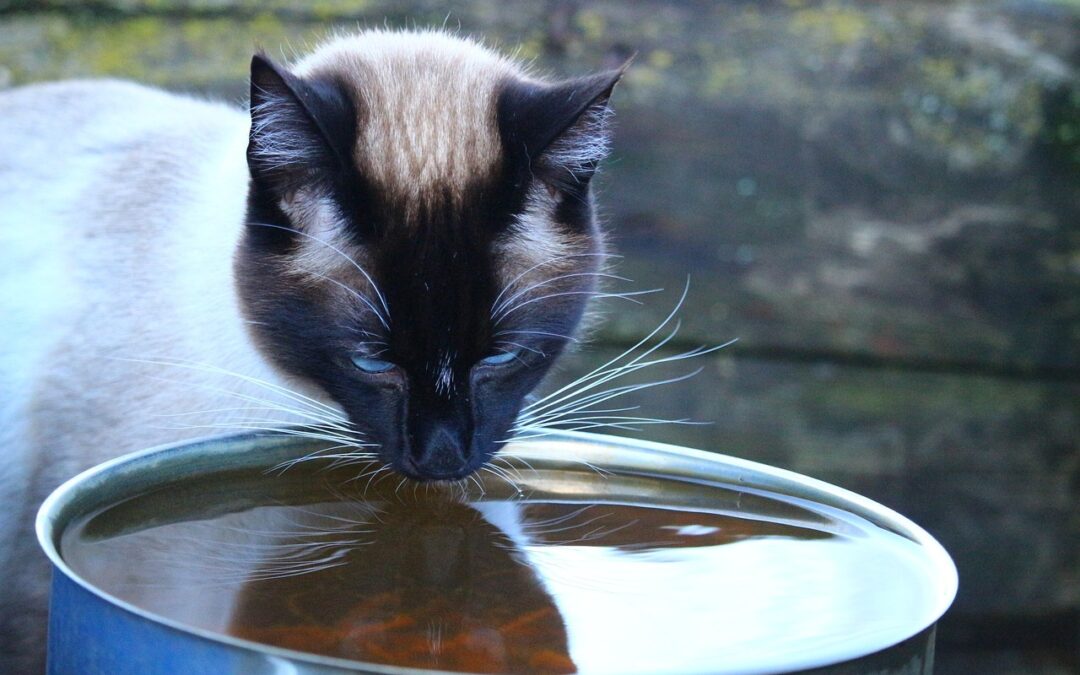 Aider votre chat à boire plus