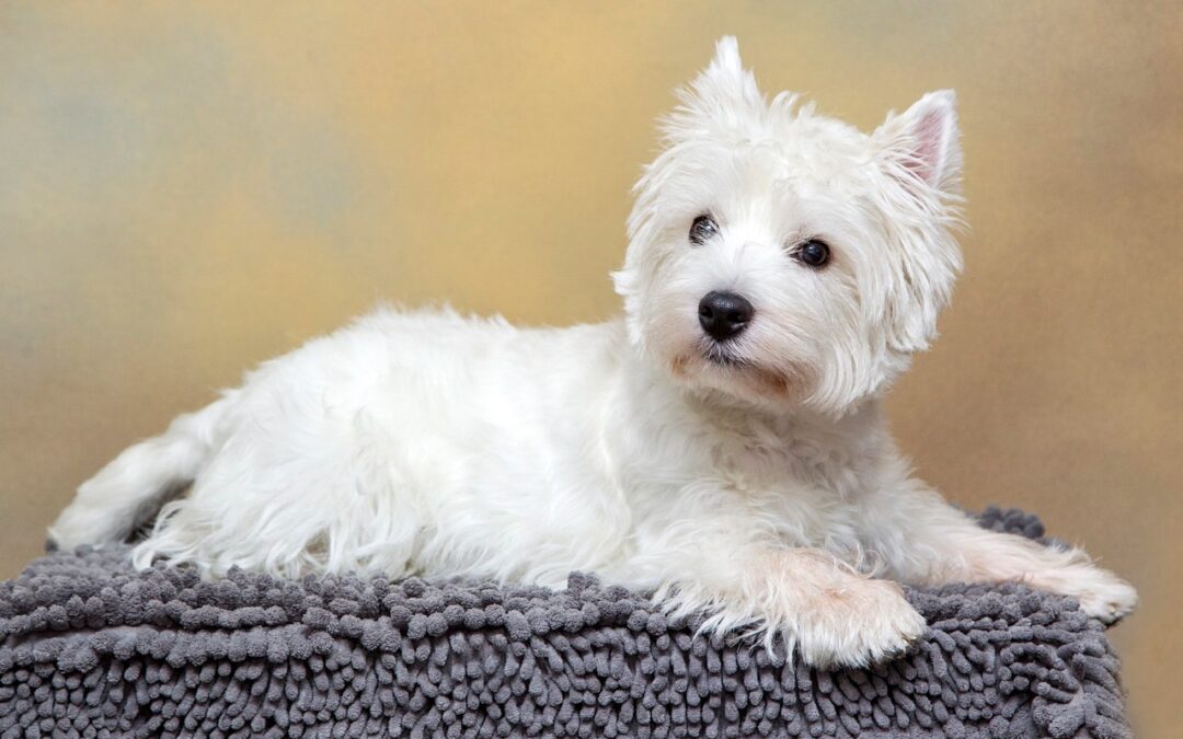 Choisir la race de son chien : le Westie