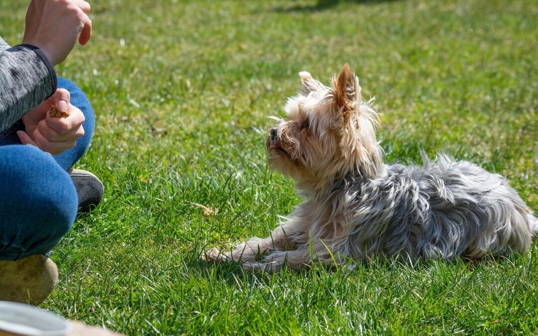 Éducation de chien. À quoi il faut faire attention