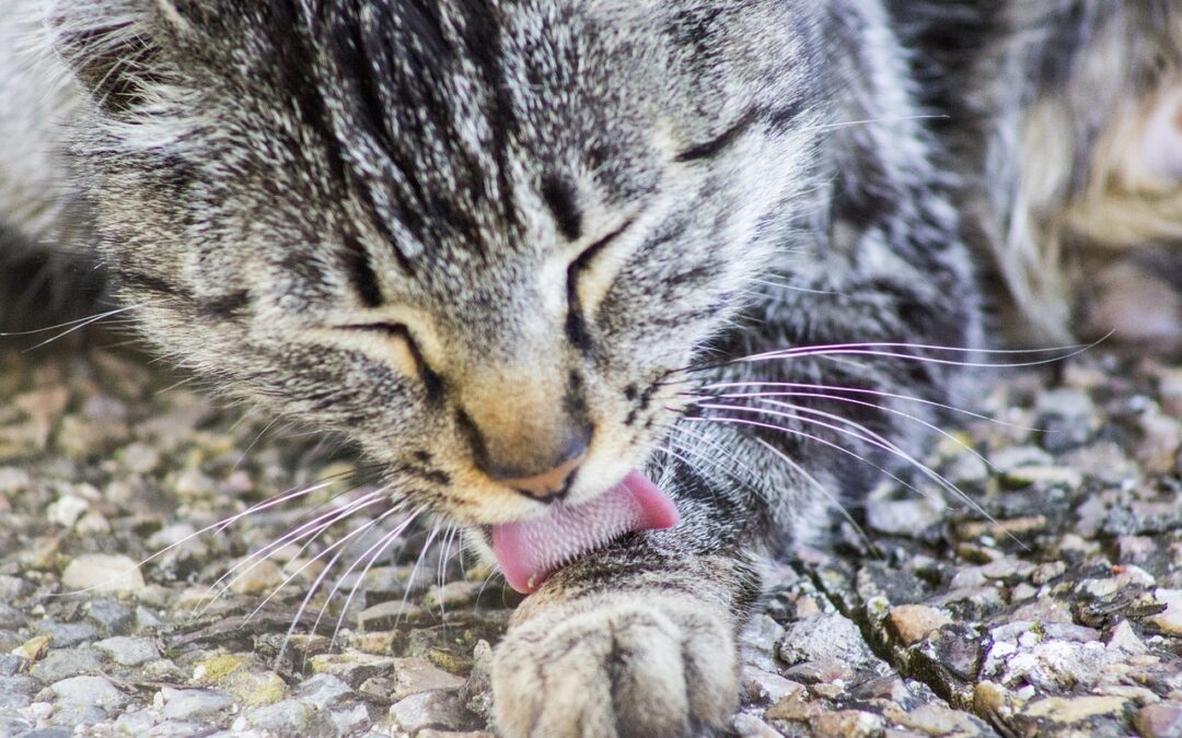 Faut-il laver son chat ? Si oui, pourquoi et comment ?