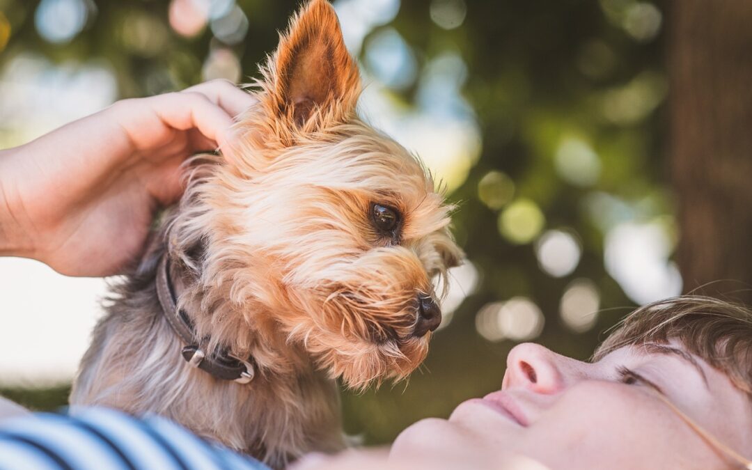 Le respect d’un chien