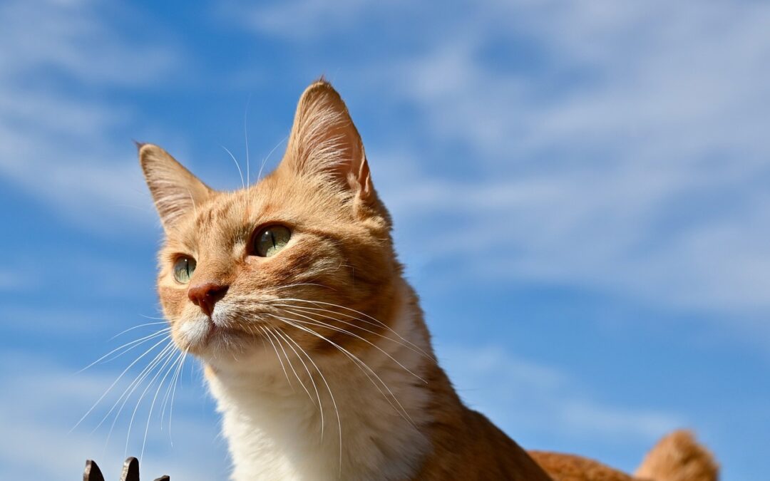 Pourquoi les chats râlent