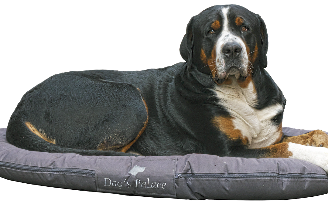 Où faire dormir un chien de grande taille ?