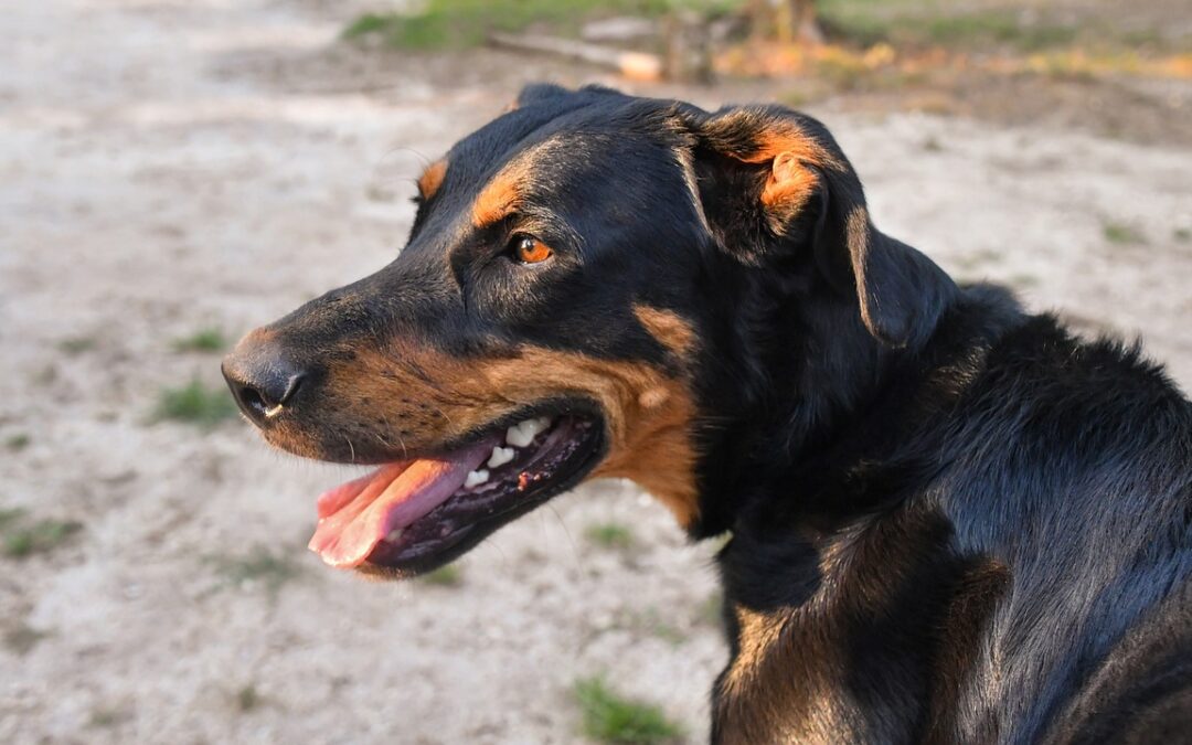 Comment nettoyer son beauceron ?