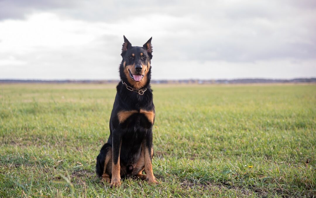 Dressage et éducation du Beauceron : comprendre et guider votre compagnon canin