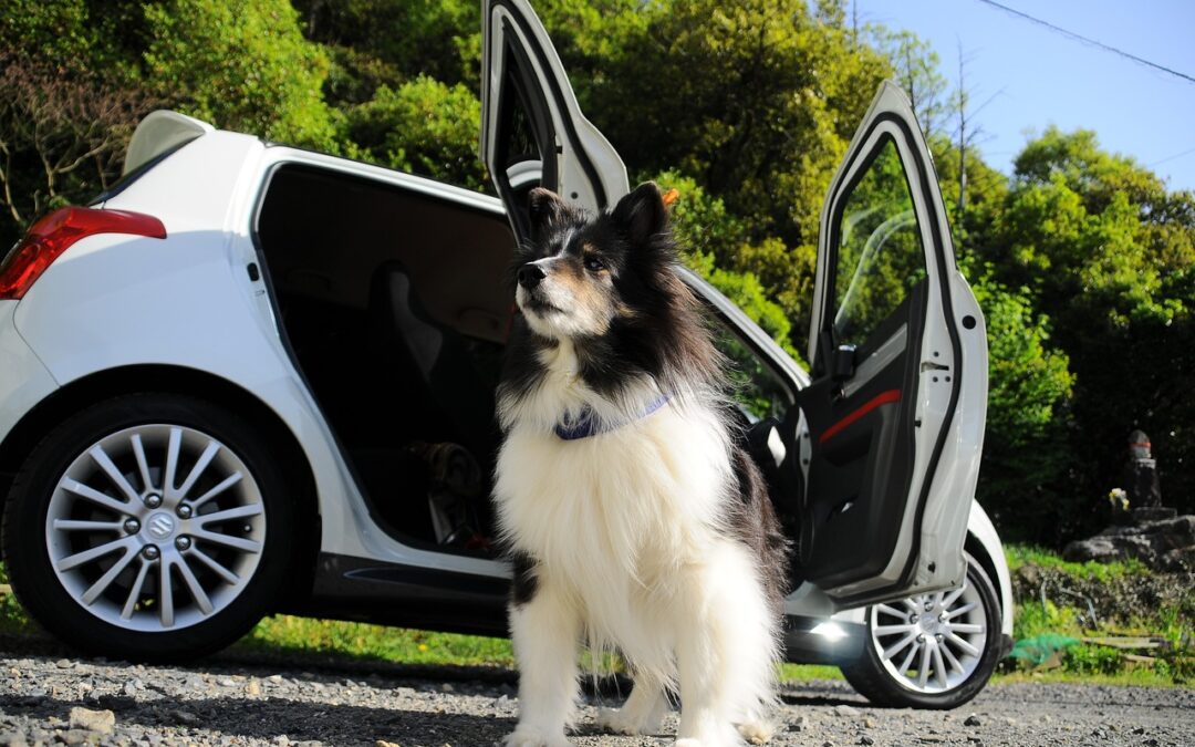 Comment bien choisir un panier de chien pour voiture ?