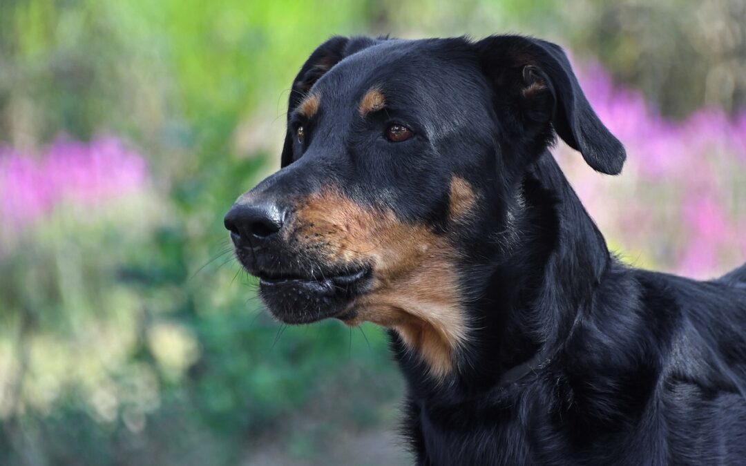 Comment choisir une alimentation équilibrée pour soutenir la croissance et le bien-être de votre Beauceron ?