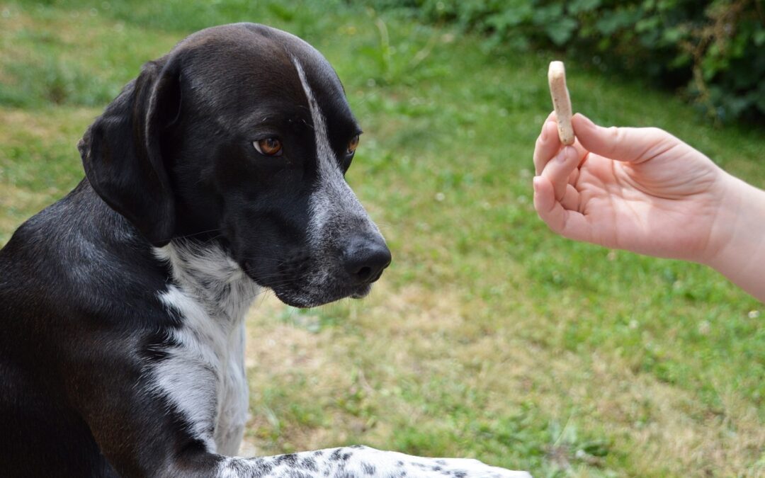 Top 3 des meilleurs éducateurs canins à Nantes en 2024 !