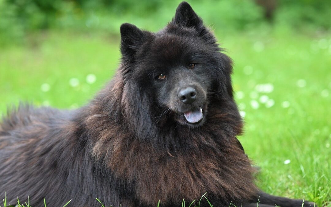 Les activités préférées des chiens