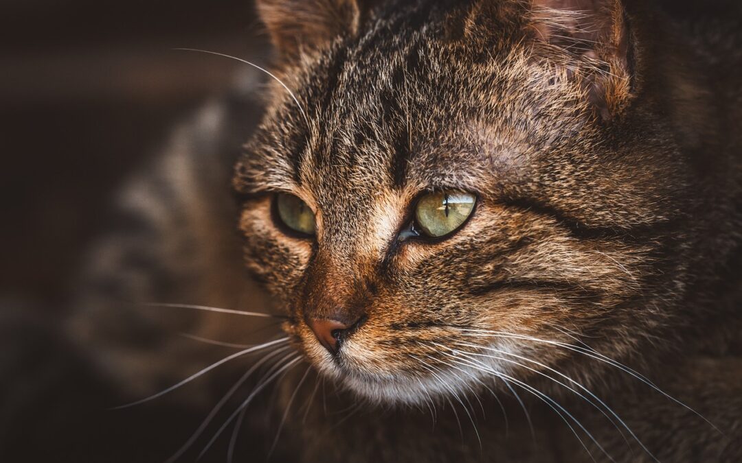 Comment préparer efficacement son animal pour un déménagement ?