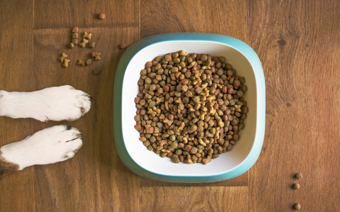 Décryptage des aliments pour animaux : bien choisir pour leur bonheur