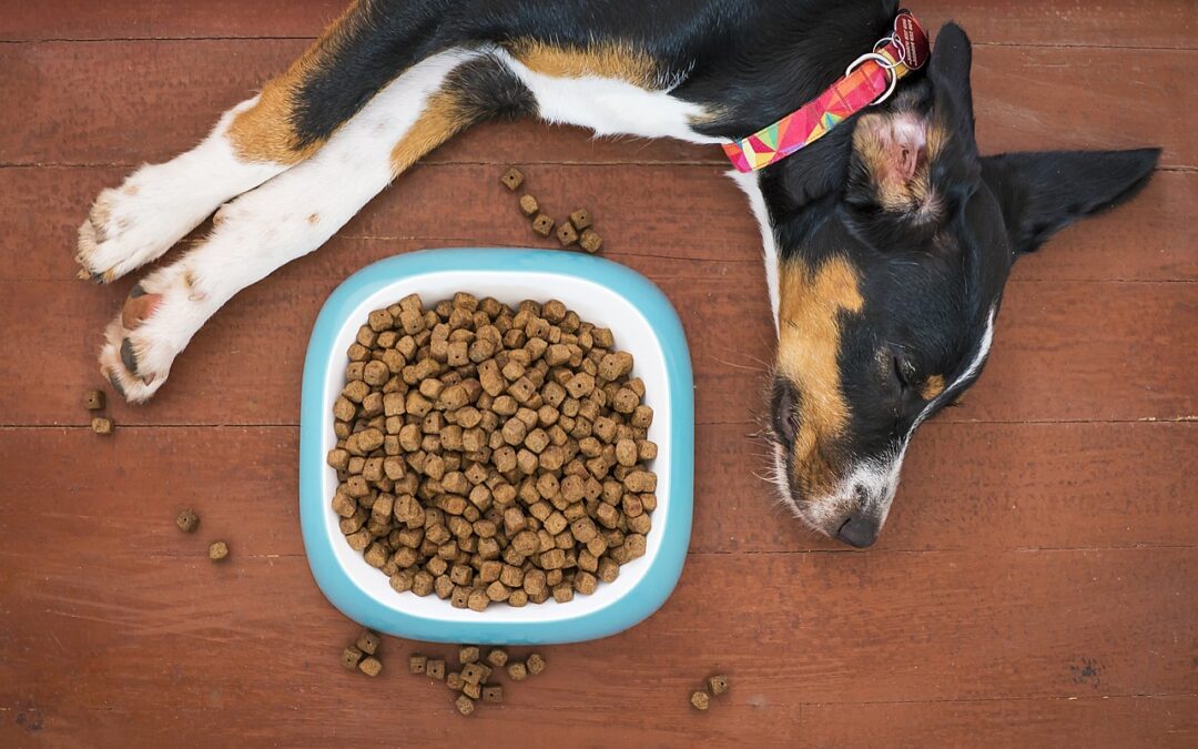 Découvrez les croquettes qui transforment la santé de votre chien !