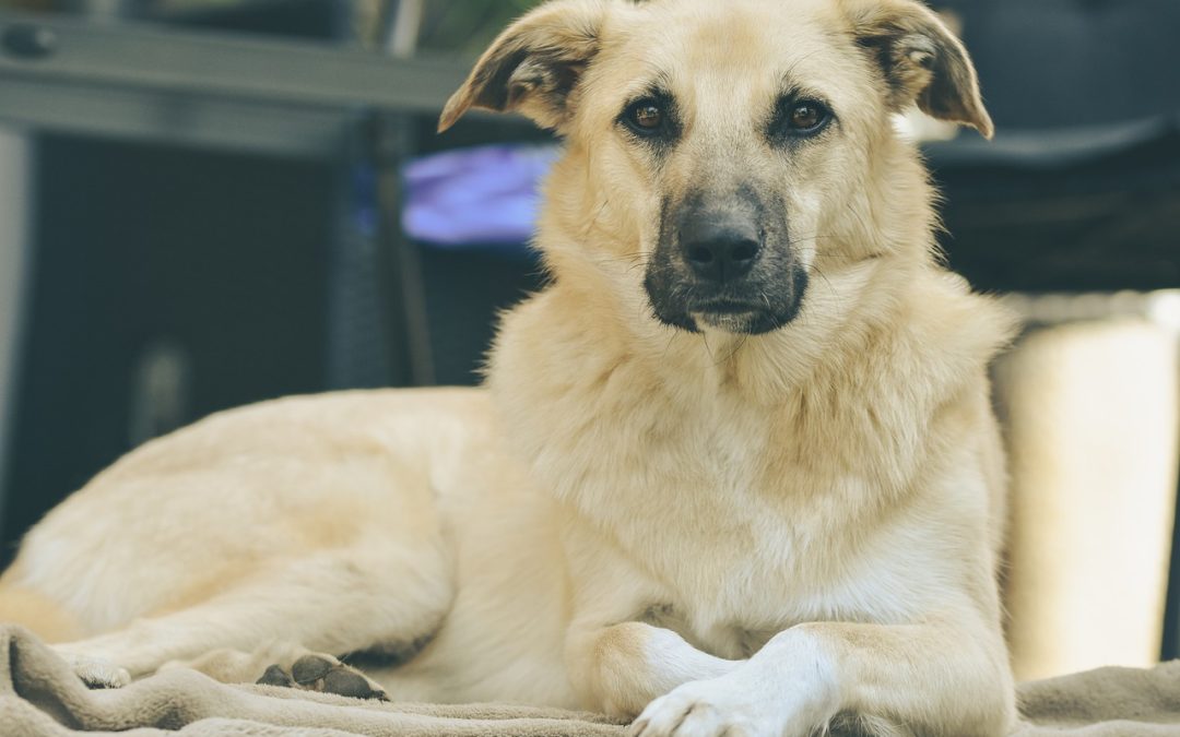 Croquettes ou pâtée pour chien : que choisir ?